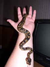 Smeagol Down My Arm Sept 29 2005