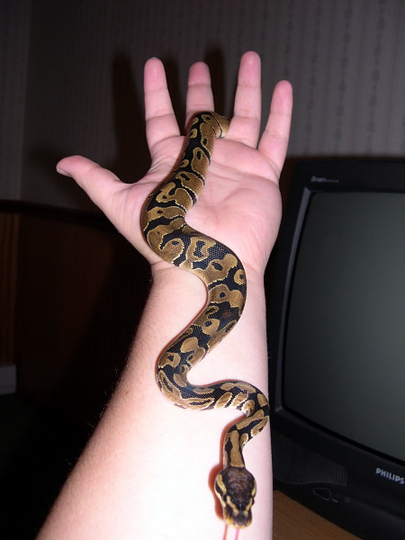 Smeagol Down My Arm Sept 29 2005