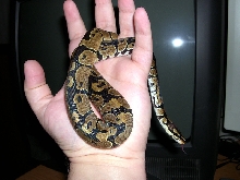 Smeagol  In Hand Sept 29 2005
