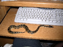 Smeagol  On Desk Sept 29 2005