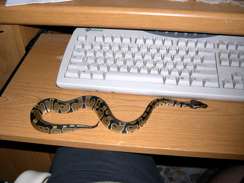 Smeagol  On Desk Sept 29 2005
