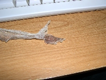 Smeagol  Shed Skin Close up Sept 29 2005