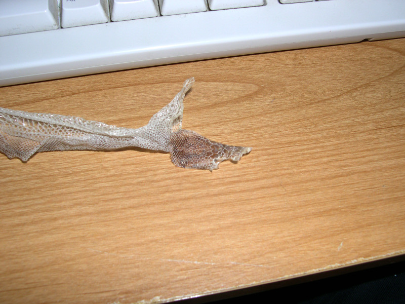 Smeagol  Shed Skin Close up Sept 29 2005