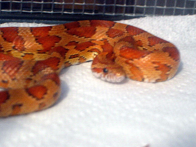 Kula after shed close up