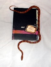 New snake with Fight Club dvd to show size