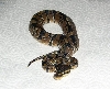 My new snake a Captive bred and hatched Ball Python