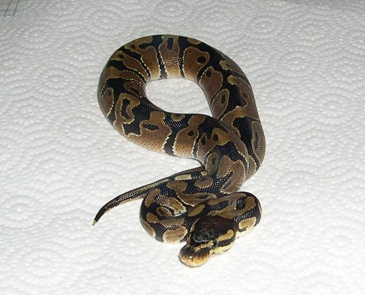 My new snake a Captive bred and hatched Ball Python