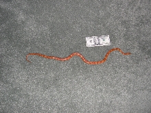 overhead for serpwidgets snake measurer