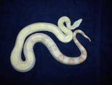 2001 albino male