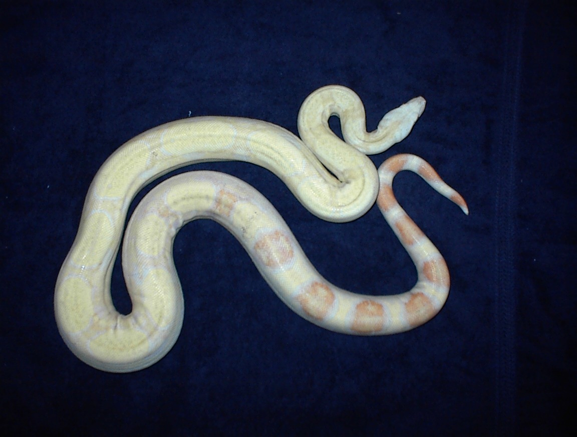 2001 albino male