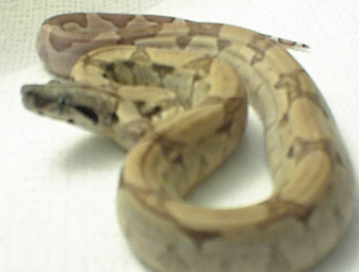 2003 ghost female