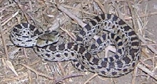 Gopher Snake