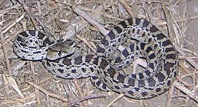 Gopher Snake