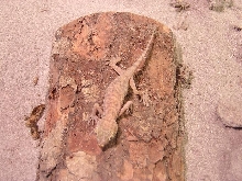 Female Gecko