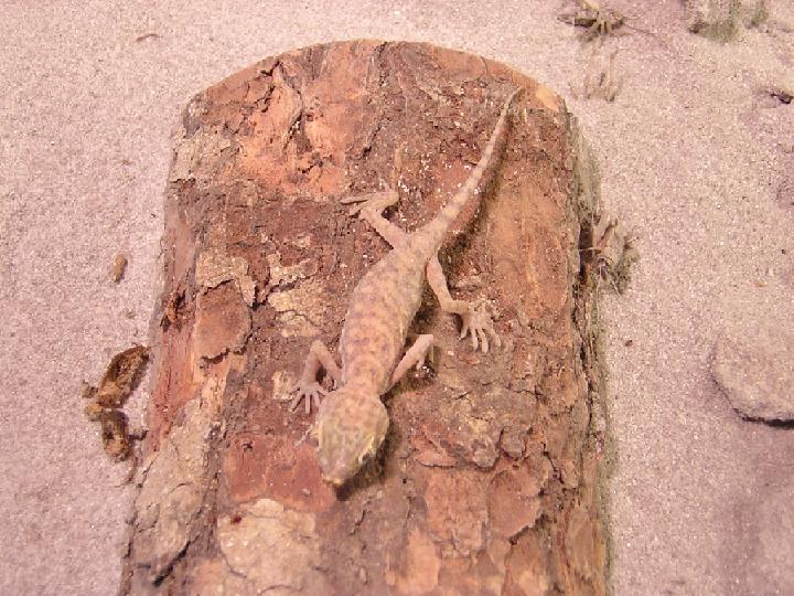Female Gecko