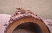Female on Log