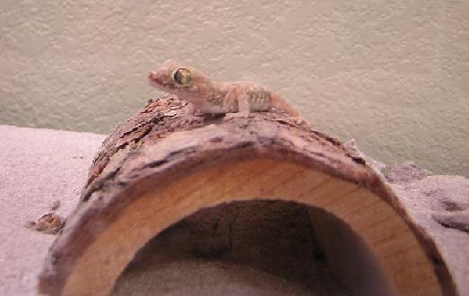 Female on Log