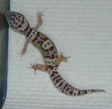 Here is another pic of her