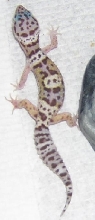 What morph?