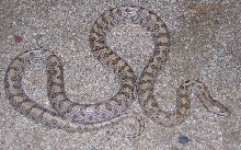 Glossy Snake