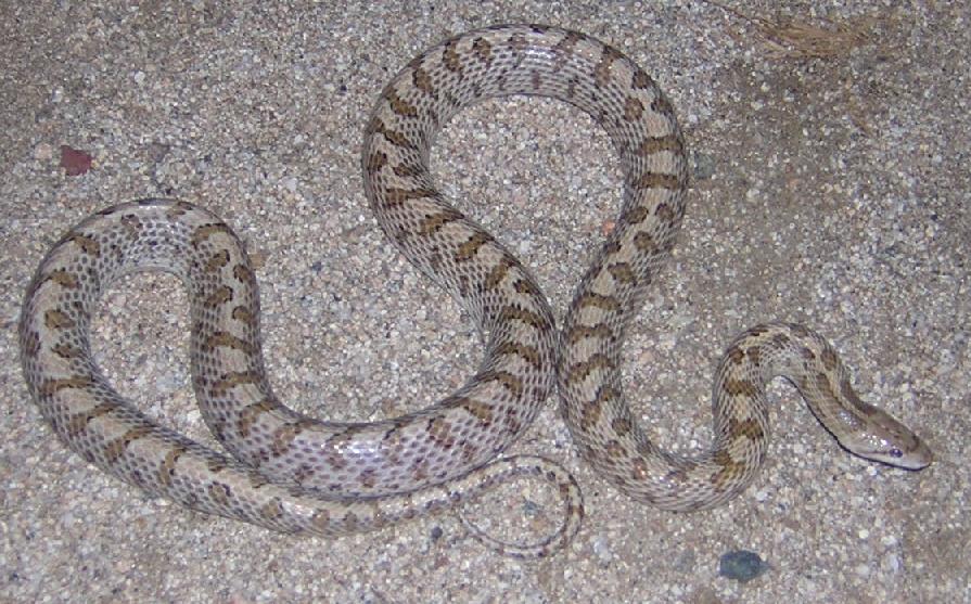 Glossy Snake