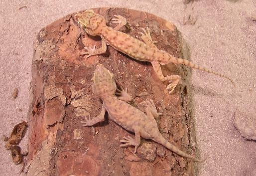 Male and Female Geckos