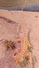 Male with Cricket