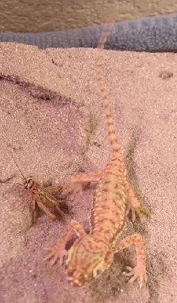 Male with Cricket