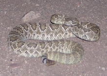 Mojave Green