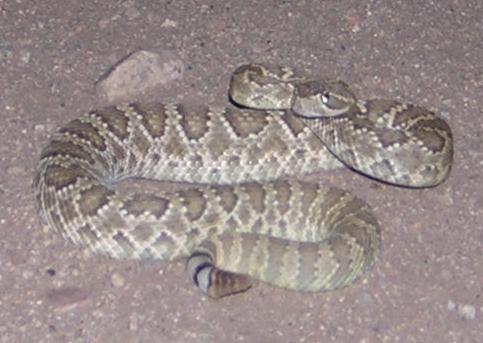 Mojave Green