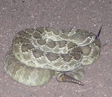 Mojave Rattlesnake