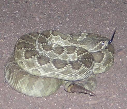 Mojave Rattlesnake