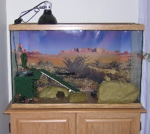 New leopard gecko set up