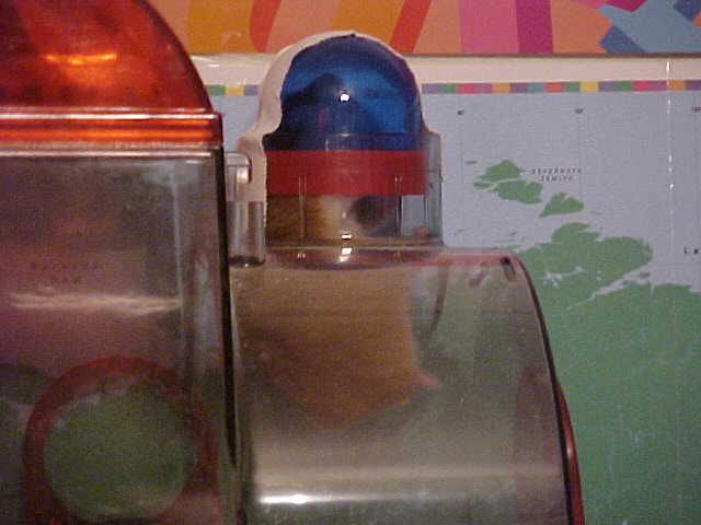 my old hamster