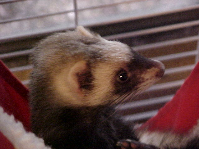 Sylvia