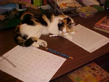 The not so wild pencil theif (LOL)