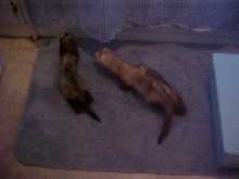 Sill & Fred