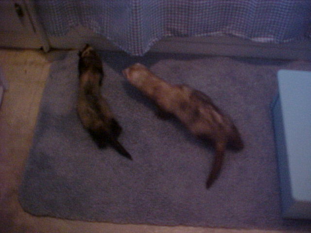 Sill & Fred