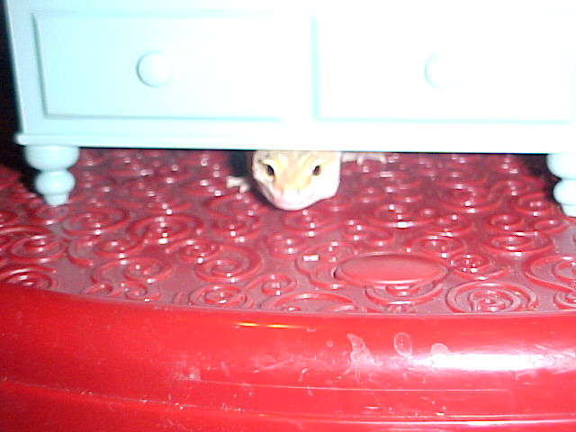 Peek-A-Boo!