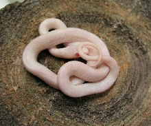 Blizzard hatchling