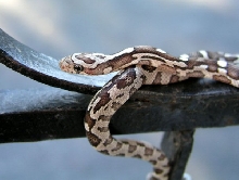Anerythristic Hatchling