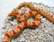 Reverse Okeetee Female