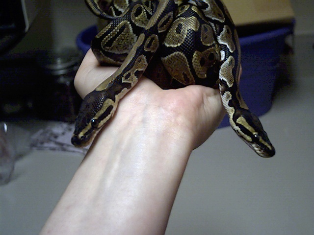 PIXEL & SNAKEMIN