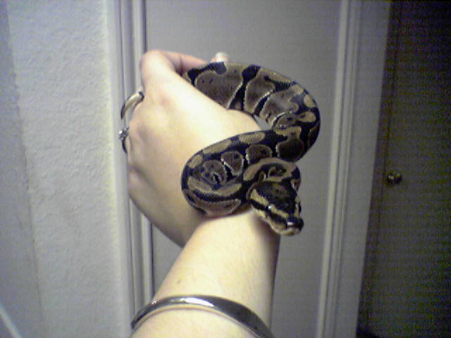 Snakemins 1st day home