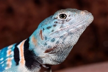 face shot  2008 C. dickersonae
