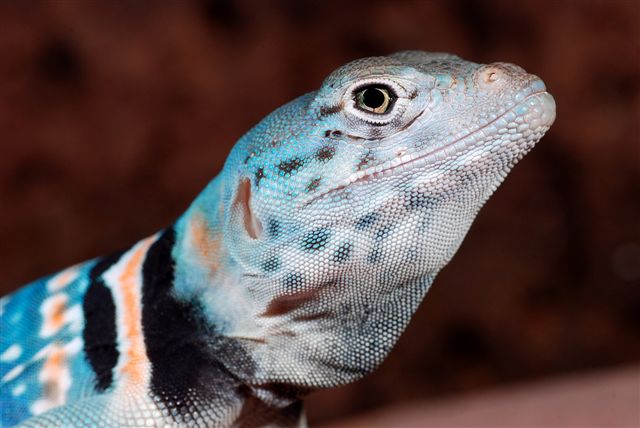 face shot  2008 C. dickersonae