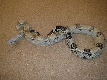 Anery male 66% poss het snow