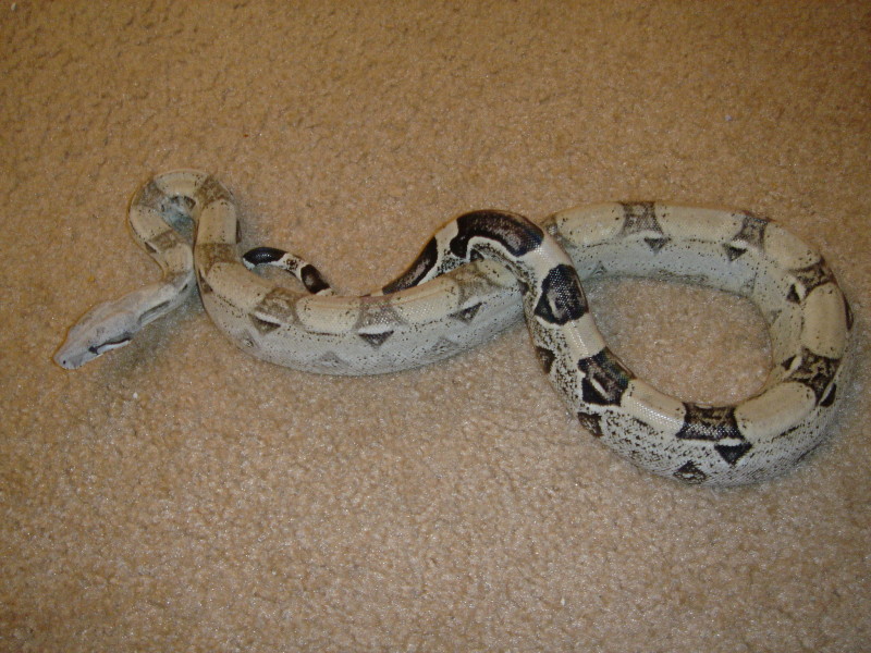 Anery male 66% poss het snow