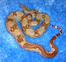 baby 100% DH sunglow female