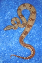 baby 100% DH sunglow female